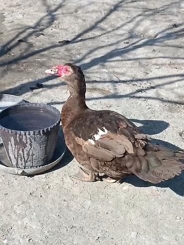 ördək balası: Qiymət cütünə aiddi.Ünvan bərdə rayon çatırlma var.Qırmızı öküz digər — 2