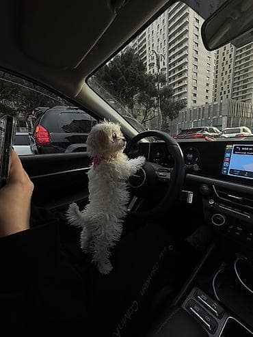 tovuz gusu: Malta bolonka, 3 ay, Dişi, Peyvəndli — 2