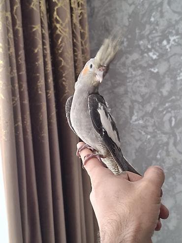 xacmaz heyvan bazari: Salam. 1 ay 20 gunluk karella balasi. oz quzumun balasidi. yeme dusub — 1