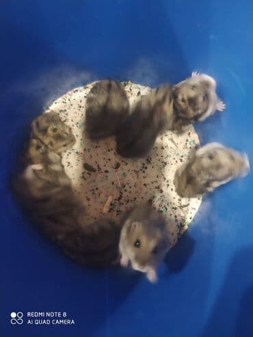 bala afcarka: Təcili . satilir. 4m 1ededi. bu gün alana 3m . Bu gün — 1