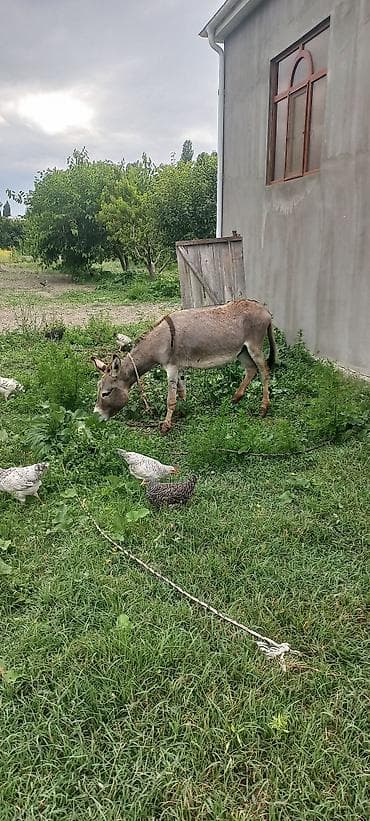 doberman erkek: Xidmət/heyvan: Eşşək Eşəy satlir xaçmazdadi Təsvir: - Saxlanılması — 7