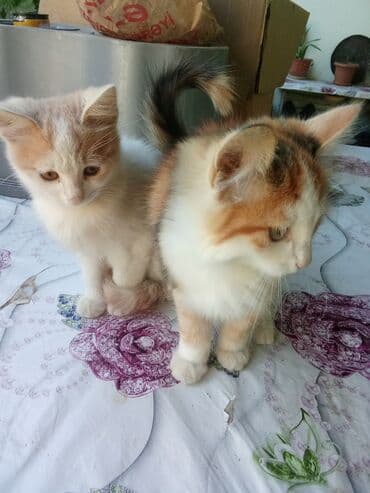 pulsuz verilir: Britan, Dişi, Yaxşı əllərə, Ödənişli çatdırılma, Ünvandan götürmə, Pulsuz çatdırılma — 2