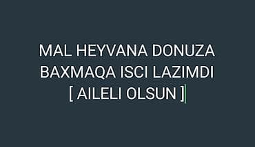 DONUZDAN ANLAYISI OLAN MAL KESE BILEN LAZIMDI KESKI PULU VERILIR — 1