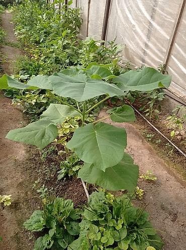 Çöl bitkiləri: Pavloniya (Adəm agaci)ağacları satılır .dunyanin ən tez böyüyən — 6