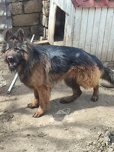 İtlər: Alman çoban iti, 1 il, Erkek, Sənədli, Ünvandan götürmə, Pulsuz çatdırılma, Ödənişli çatdırılma — 9