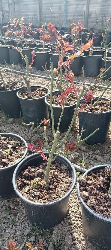 Qırmızı güllərin tingləri – qapalı kök sistemi ilə Məhsul: -