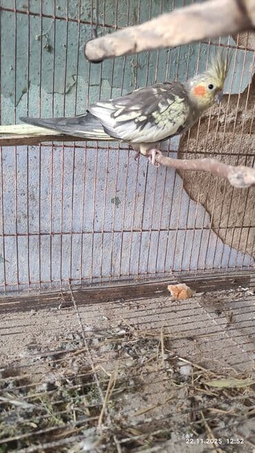 xaski bala: Bir cüt hazir bala veren karella il yarimliq — 5