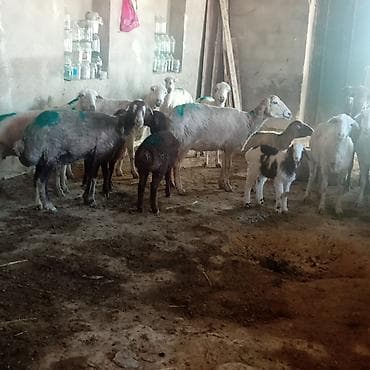 haski balasi satisi: Dişi, il: 3, 45 kq, Damazlıq, Ünvandan götürmə — 8