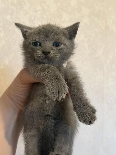 rus mavisi pişik satışı: Tabbi, Yaxşı əllərə — 2