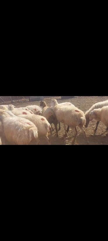 bakida cins ineklerin satisi: Satlır — 5