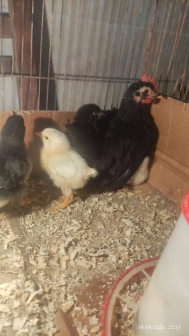 kənd cücəsi: Damazlıq — 5