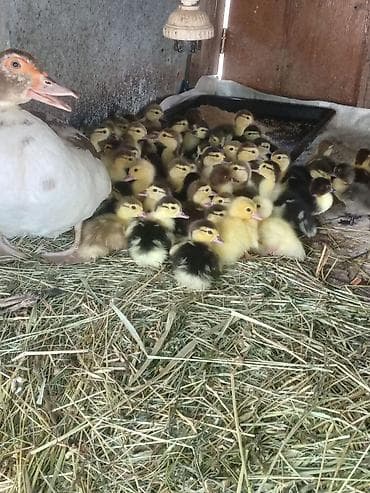 С/х животные и товары: Musk ördəyi cücələri (indo ducklings) - Növ: Musk (indo) ördəyi - — 3