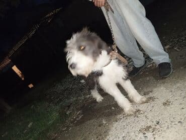 сколько стоит миниатюрный пудель: Пудель, Самец — 5