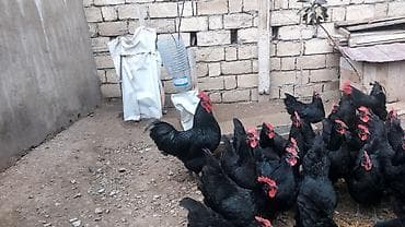 cüce: Toyuq, Australorp, Damazlıq, Ünvandan götürmə — 6