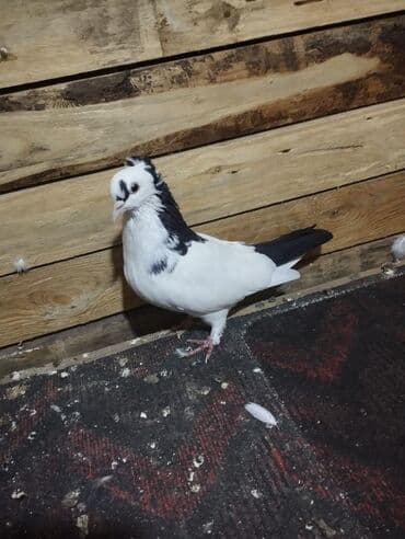 сетка для клетки попугая: Göyərçinlər — 1