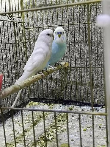 danışan tutuquşu satışı: Cüt volnisti dişi qara göz albinosdu erkey spengel çox qəşəng rəngdə — 8