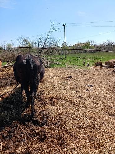 heleb kecileri satilir: Salam heyvan Ana baladi yaxsi erkek balasi var inek hundur inekdi — 5