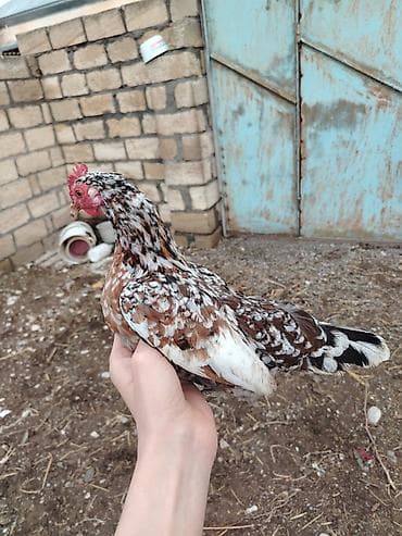 sort toyuq: Toyuq, Damazlıq — 3