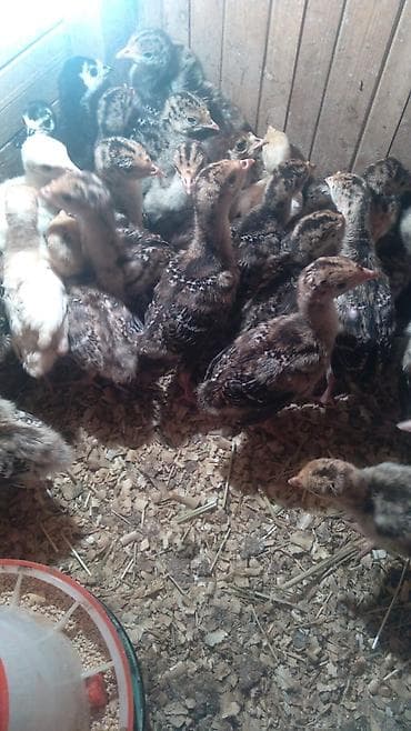 cüce: Hinduşka cücələri, Ətlik — 2