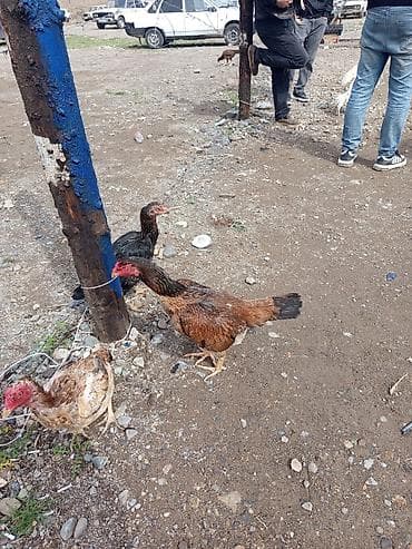 toyug hini: Toyuq, Damazlıq — 2