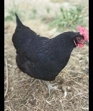 Mal-qara: 🟠Australorp toyuqlarının günlük cücəsi satılır. Təmiz qan qısa quyruq — 1