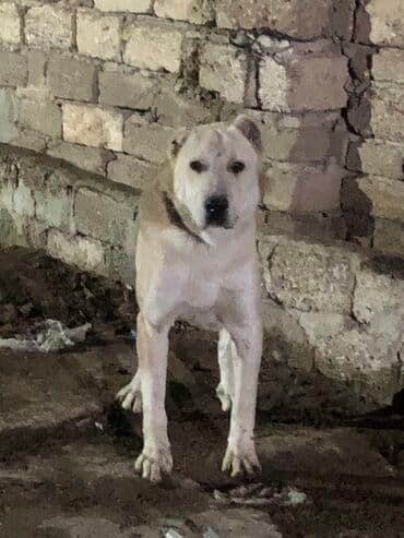 алабай в добрые руки: Məhsul: İt (böyük cins) Herkese salam 9 ayliq alabay erkeydi baxa — 3