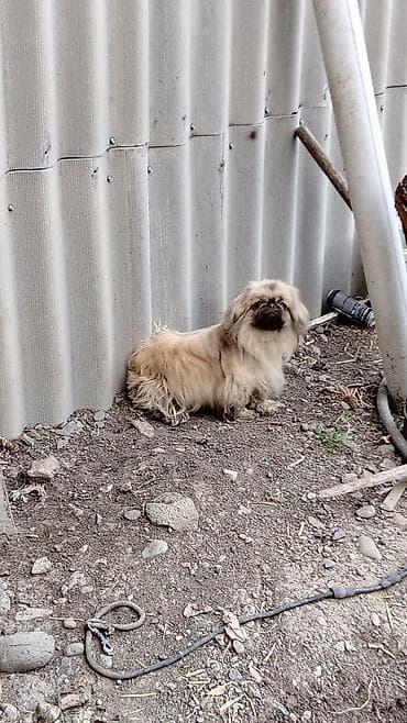 xaski gence: Pekines, 2 il, Erkek, Peyvəndli — 3