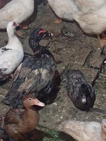 heyvan paltarları: Tam sağlam ördəkler satılılir 26 sı bala 14 Azından kuban sortlu ördək — 4