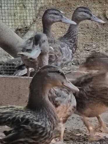 ordək balaları: Çöl ördəkləri satılır. Yaşılbaş sona. - Şəkildə iri qrupa yaxın — 1