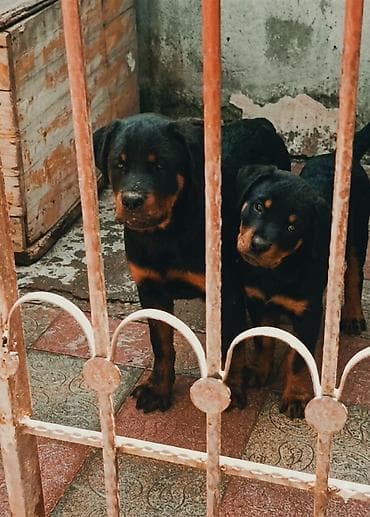 it yemi satisi: Rotveyler, 4 ay, Erkek, Peyvəndli, Ünvandan götürmə — 7