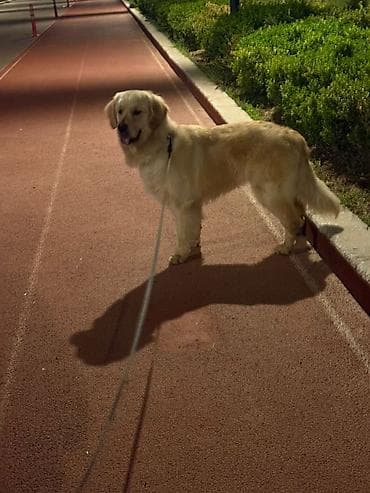 xaski bala: Retriever — 1