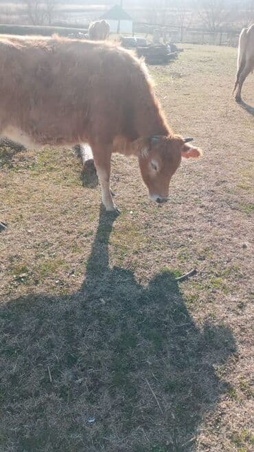 satilik inekler: Dana, buzov, Dişi, ay: 12, Damazlıq, Ünvandan götürmə — 2