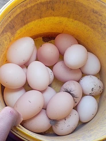 Məhsul: Təbii kənd toyuq yumurtası Təsvir:bu toyuglarin yumurtalari