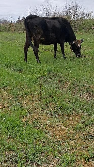 ev quslarinin satisi: Самка, лет: 6, Для молока, Самовывоз — 3