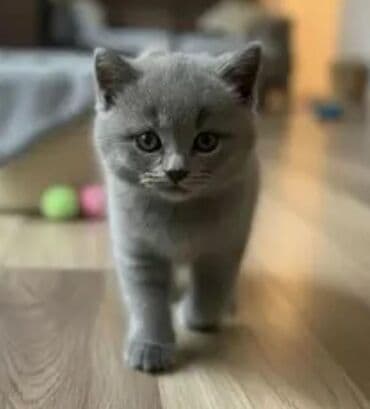 Boz tüklü balaca pişik balası - Rəng: tünd boz (bərk, vahid rəng) -