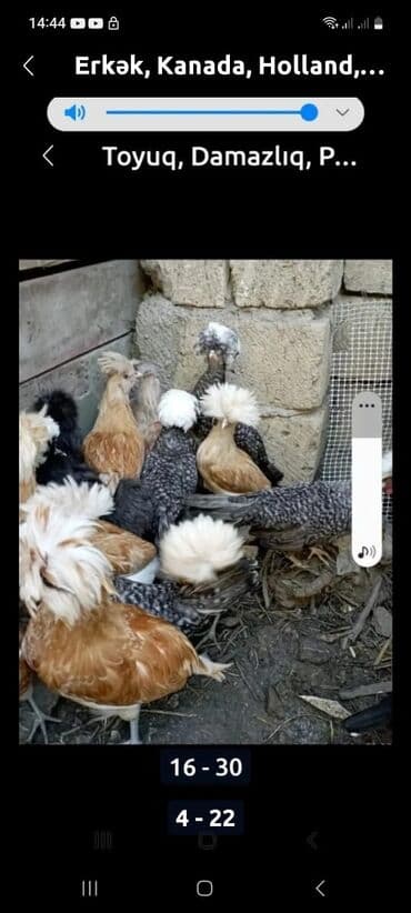 Inəklər, öküzlər: Toyuq, Damazlıq, Ödənişli çatdırılma — 7