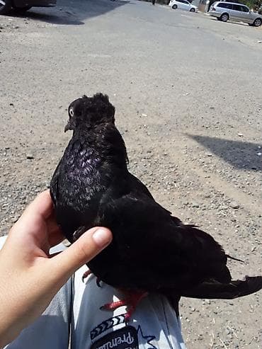 mor rəng: Qara rəngli bəzək göyərçini ERKƏK ENDİRİM VAR - Növ: bəzək məqsədli — 3