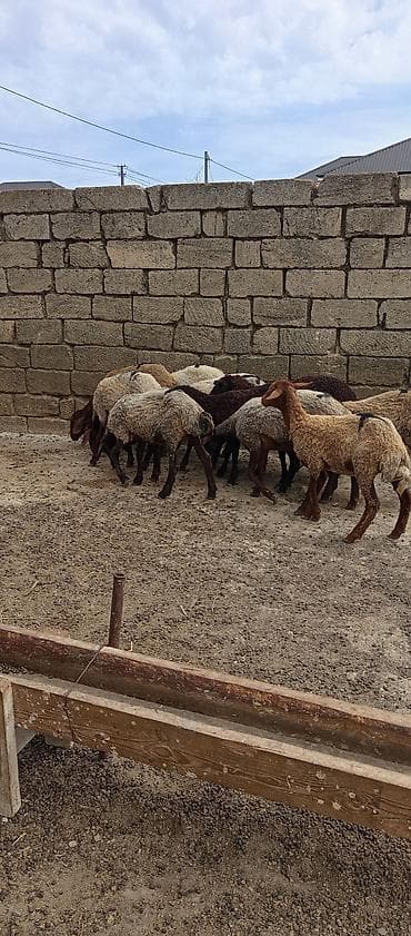 cucelerin satisi: Qoyun sürüsü – qarışıq rənglərdə, yerli ətlik-yunlu tip - Növ: yerli — 6