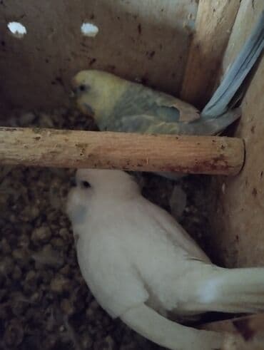 Gəmiricilər: 6 bala ana ata 1 yumurtası var real alıcıya razılaşmaq olar təmiz qan — 3