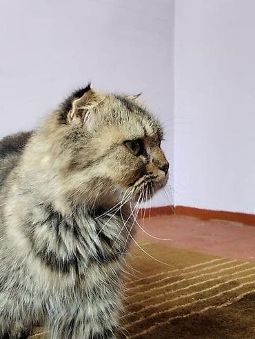 Şotland uzun tüklü, Ödənişli çatdırılma
