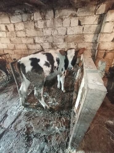 cins ineklerin satisi: Simetal dişi dana qara ala 7 aylıq di anası 3 qarına 20 22 letir süt — 2