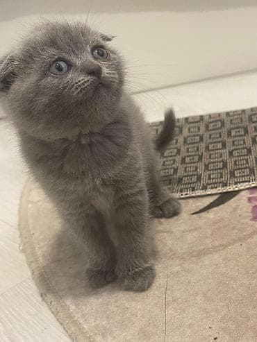 pisik yuvalari: Şotland yastı qulaq — 6