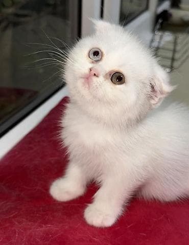 Gəmiricilər: Fars, Dişi, Cütləşmə üçün, Ödənişli çatdırılma — 1