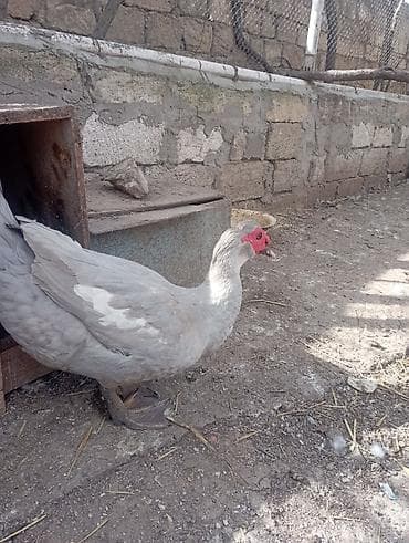 Индюшки: 1 illik aktiv lavanda erkeyi damazlıq. qiymet sondur — 6