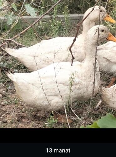 lal ordəklərin satışı: Ağ ördəklər – təsərrüfat üçün uyğun, sağlam yemlənmə ilə böyüdülmüş — 1