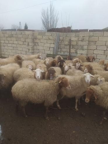 Птицы: Бараны, овцы — 7