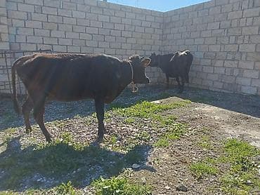 Yetiy boğaz heyvanlardır - ana baladilar,biri birinci qarına