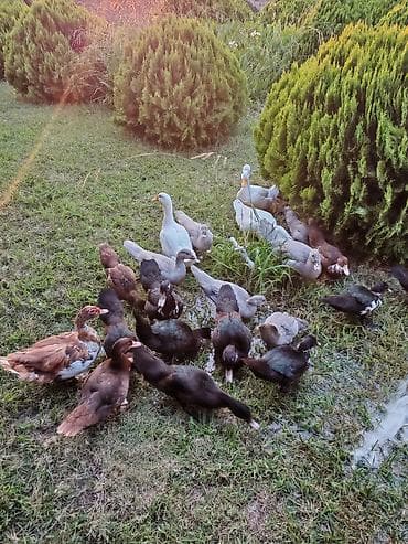 Kənd təsərrüfatı quşları: Salam lavanda krasnadar zumrud ve pekin ordek ballari iclerinde — 5