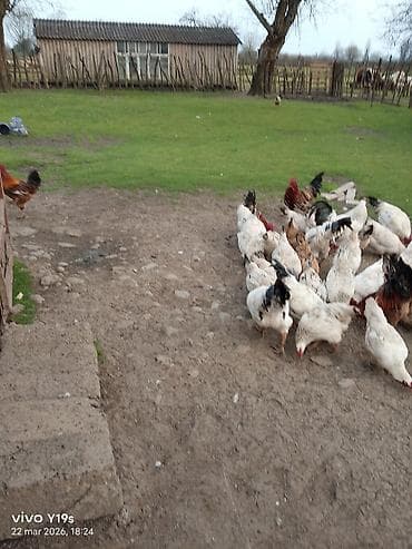 Akvariumlar: Toyuq, Damazlıq, Ünvandan götürmə, Ödənişli çatdırılma — 3
