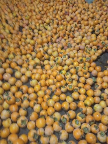 Digər qida məhsulları: Xurma (şahdərəyə) – toplu satış - Şəkillərdə gördüyünüz kimi bol — 1